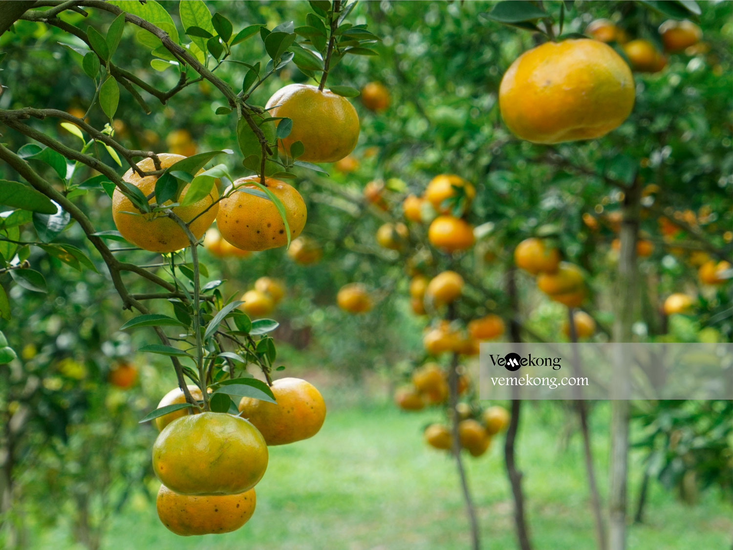 Lai Vung Tangerine Garden – Dong Thap Hidden Gems | Vemekong