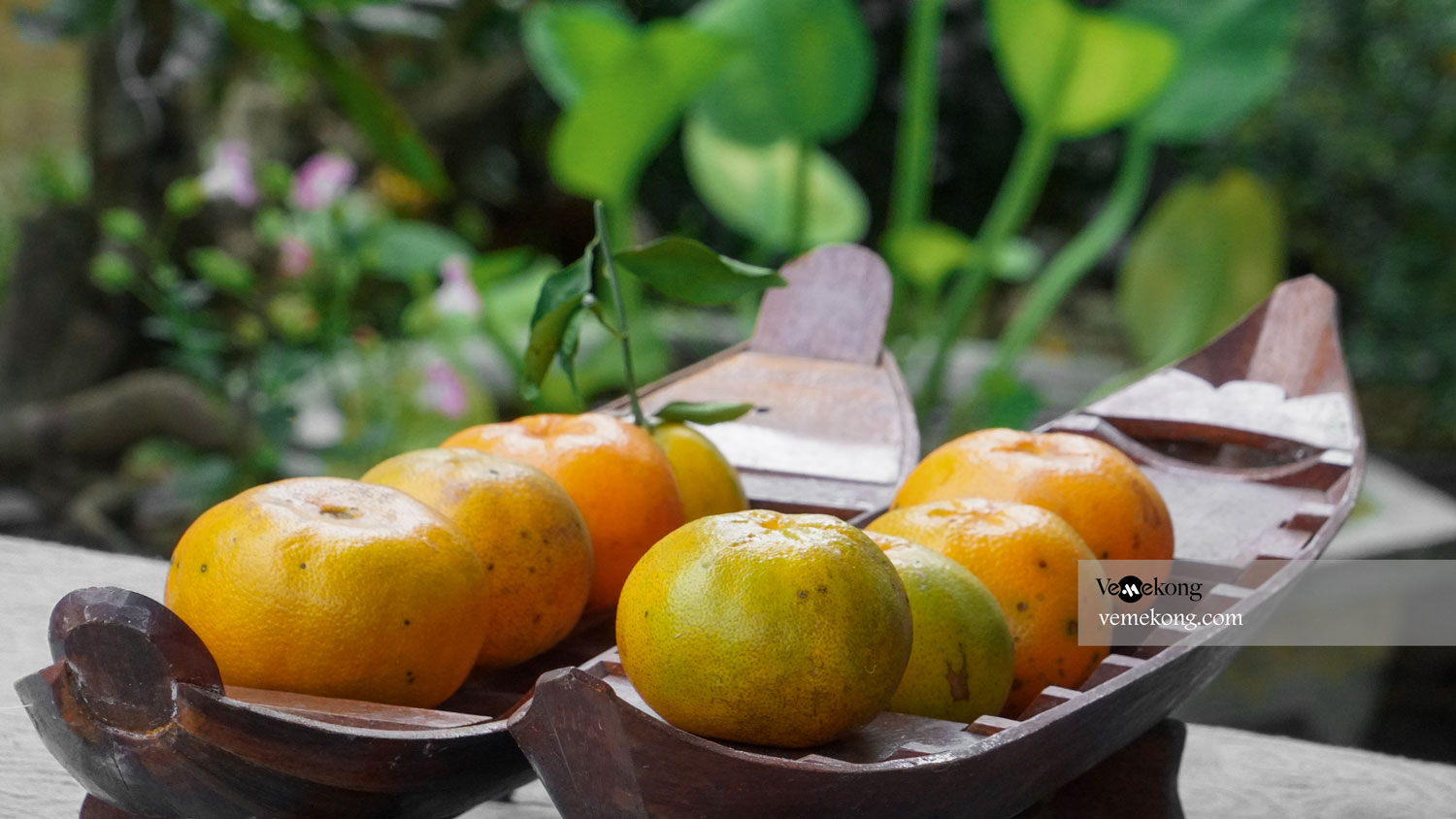 Lai Vung Tangerine Garden – Dong Thap Hidden Gems