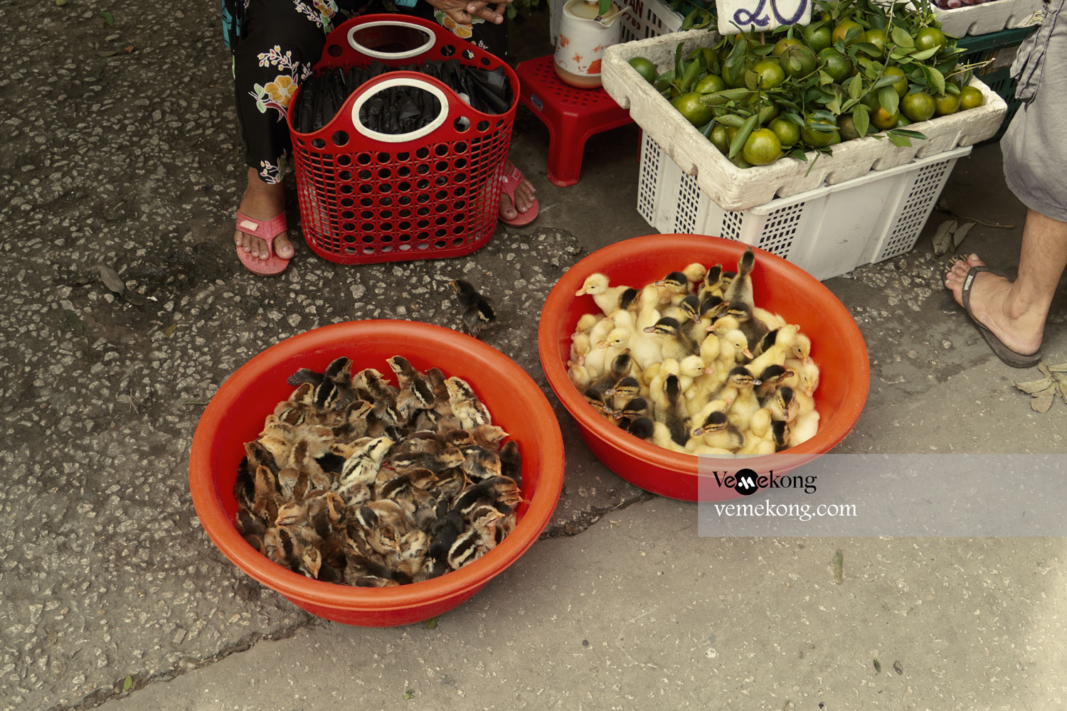 Soc Trang Central Market – A Local Travel Guide & Pictures