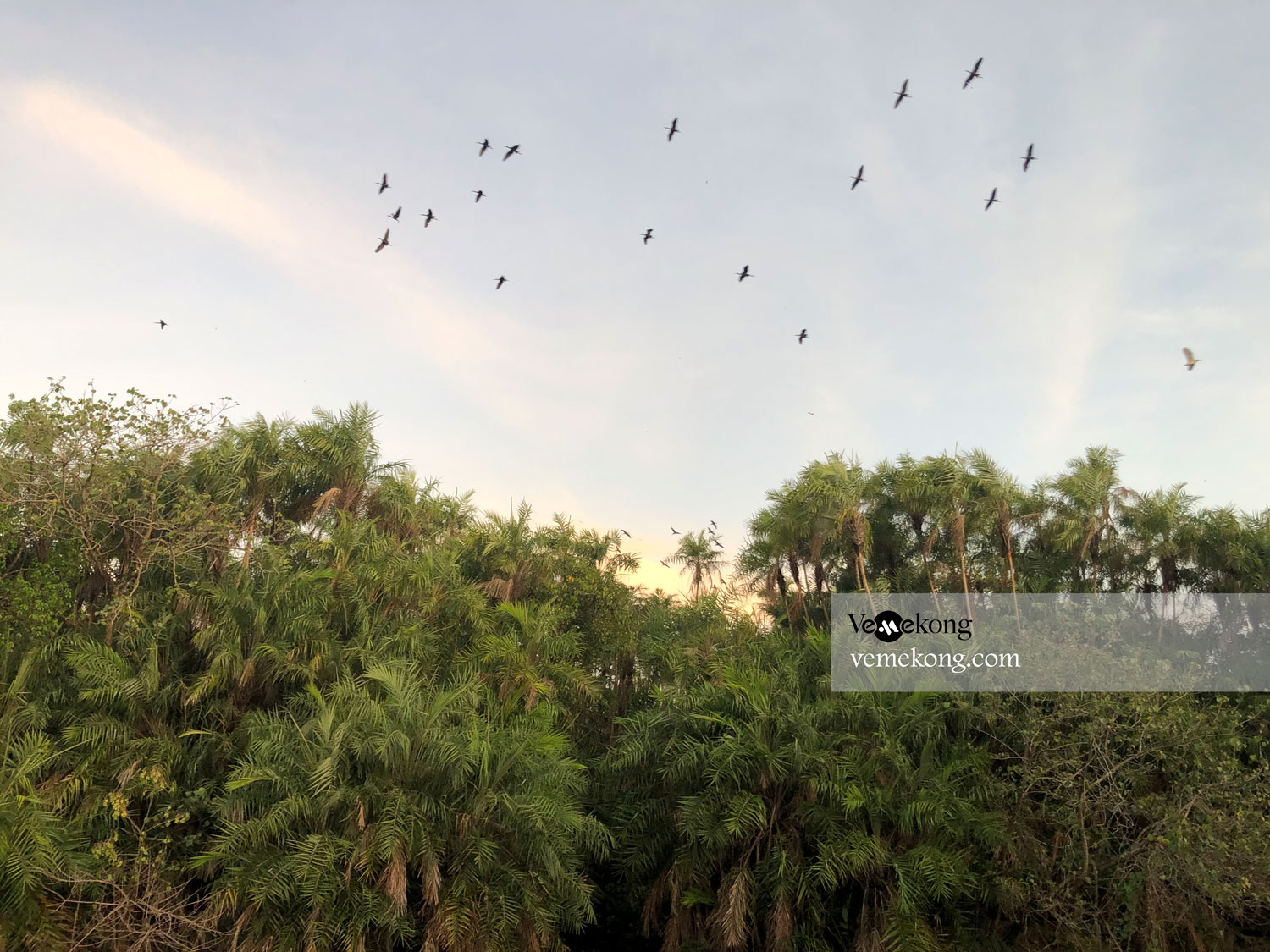 Bac Lieu Bird Sanctuary – Where to Watch Bird in Mekong Delta