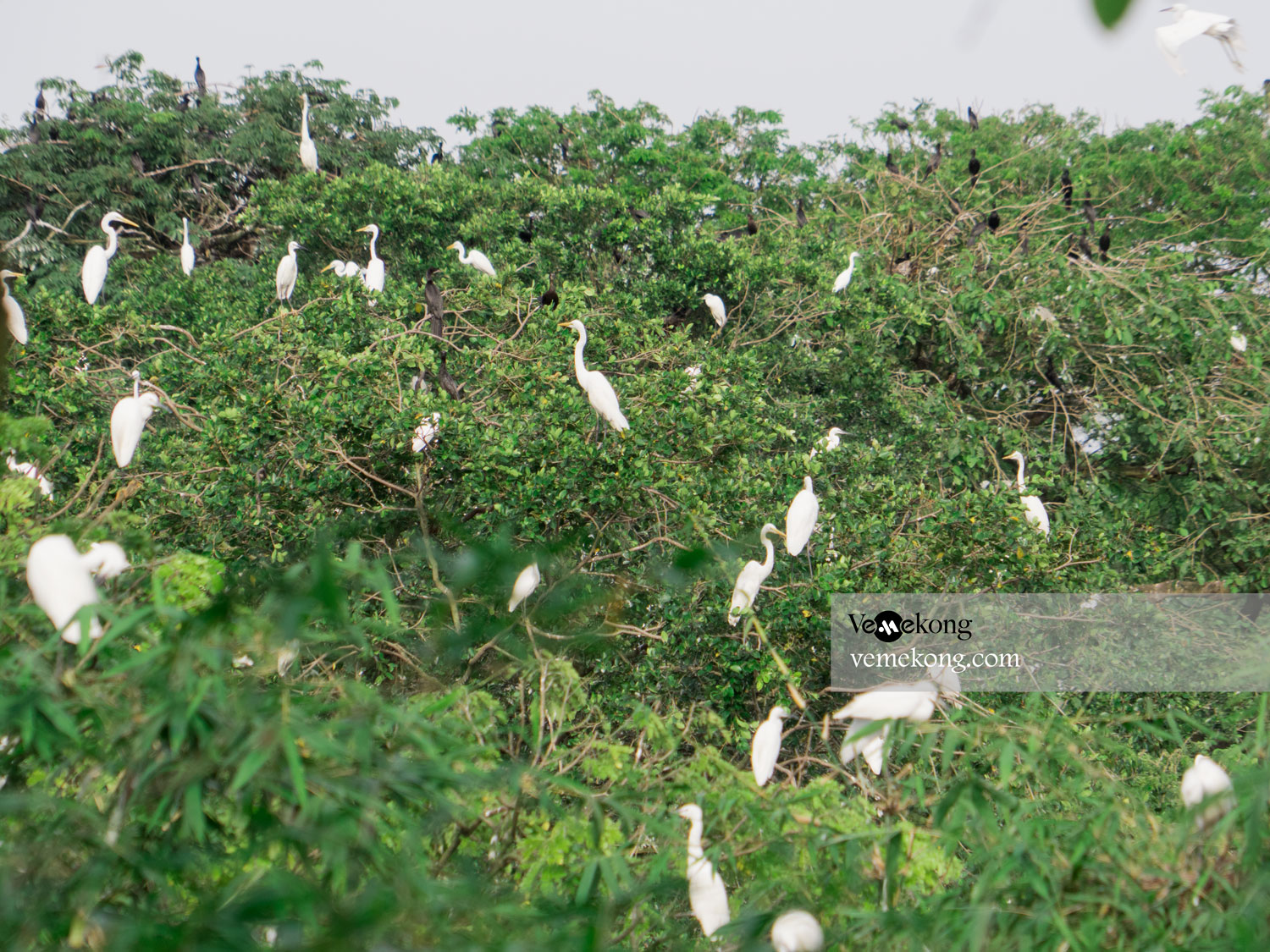 Ca Mau City Bird Garden – Where to Watch Bird in Mekong Delta
