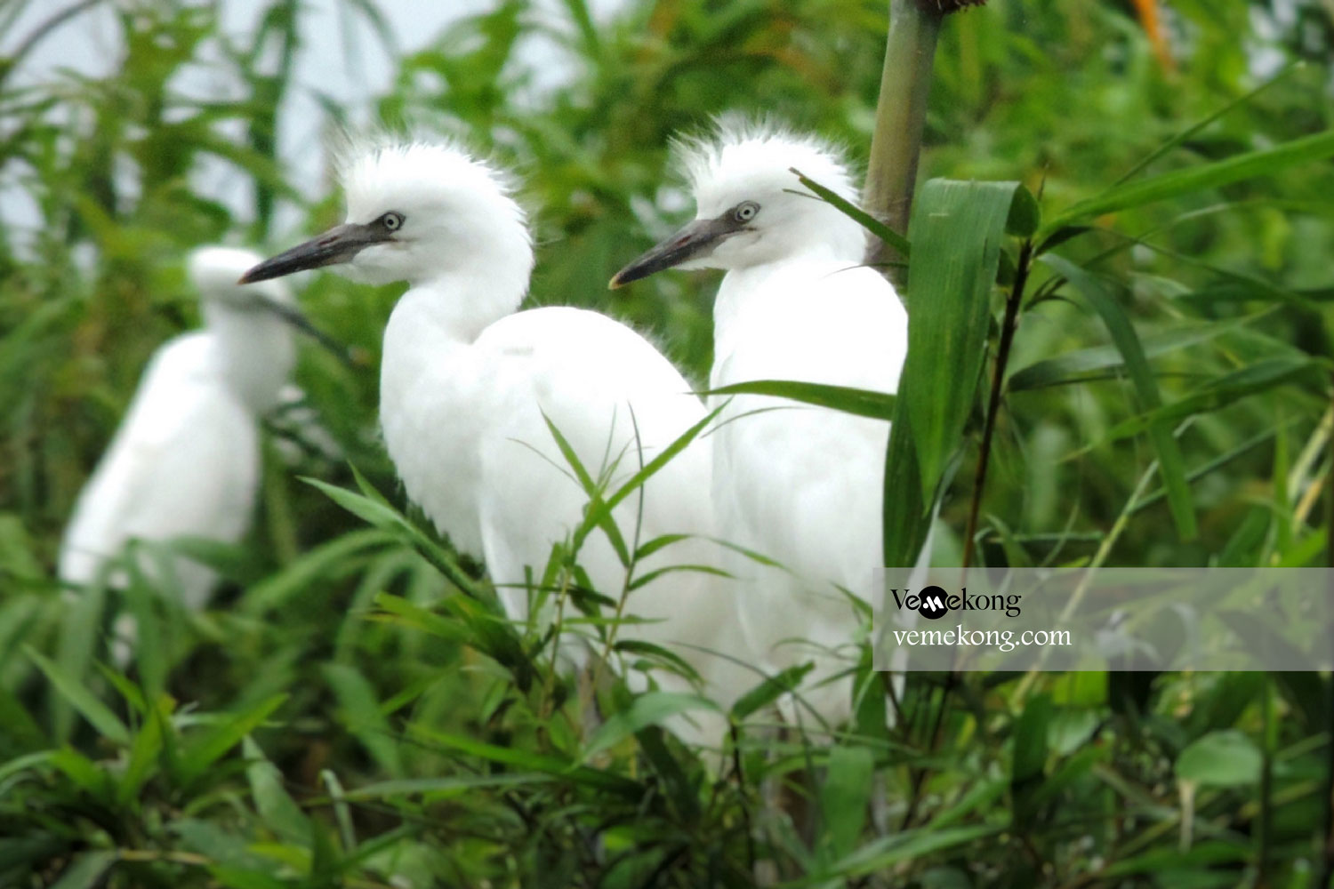 Dam Doi Bird Sanctuary – Where to See in Ca Mau