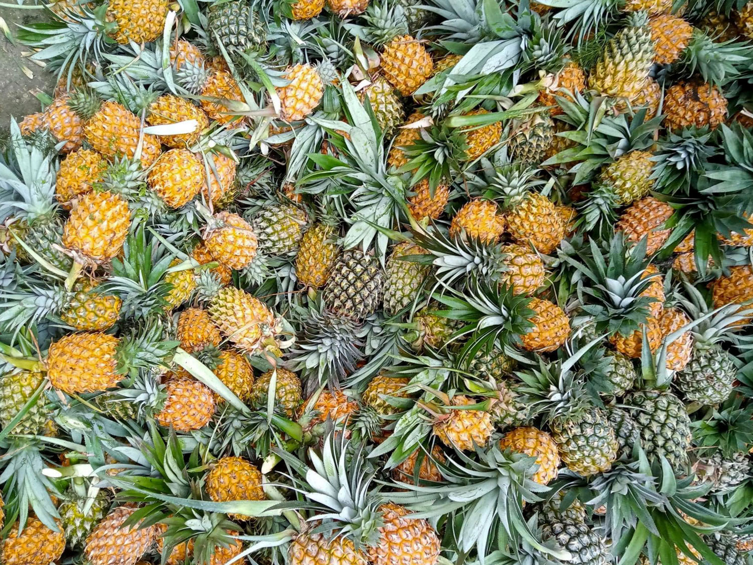 Cau Duc Pineapple Fields – What to Do Hau Giang