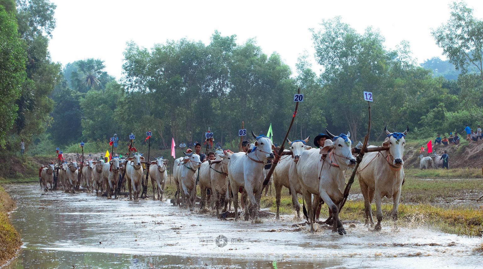 SevenMountain Ox Racing Festival What to See in An Giang