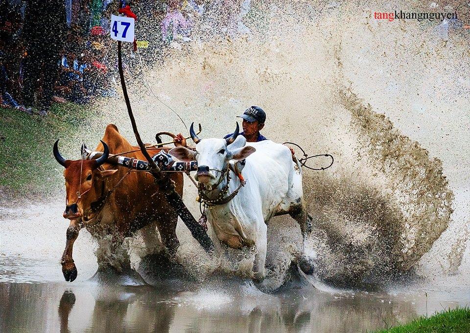 Seven-Mountain Ox Racing Festival – What to See in An Giang