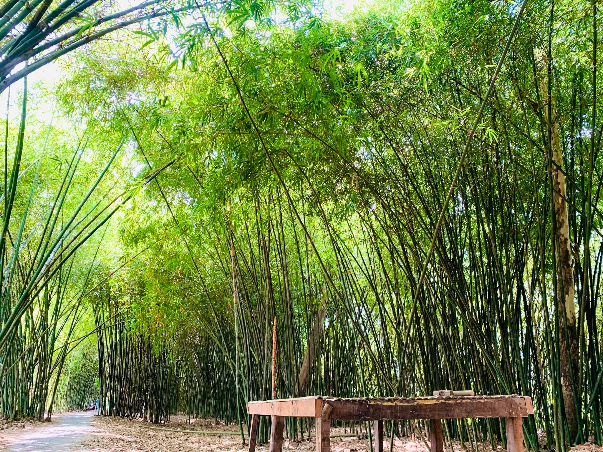 Tu Sang Bamboo Garden – Hau Giang’s Secret Thing to See